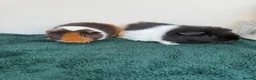Guinea Pig rodents for sale: Pair of female baby Guinea pigs  - Advert 1