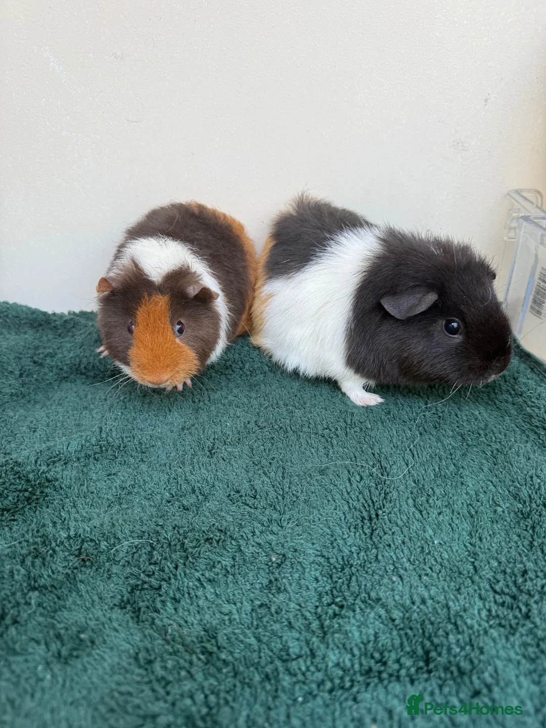 Guinea Pig rodents for sale: Pair of female baby Guinea pigs  - Advert 1