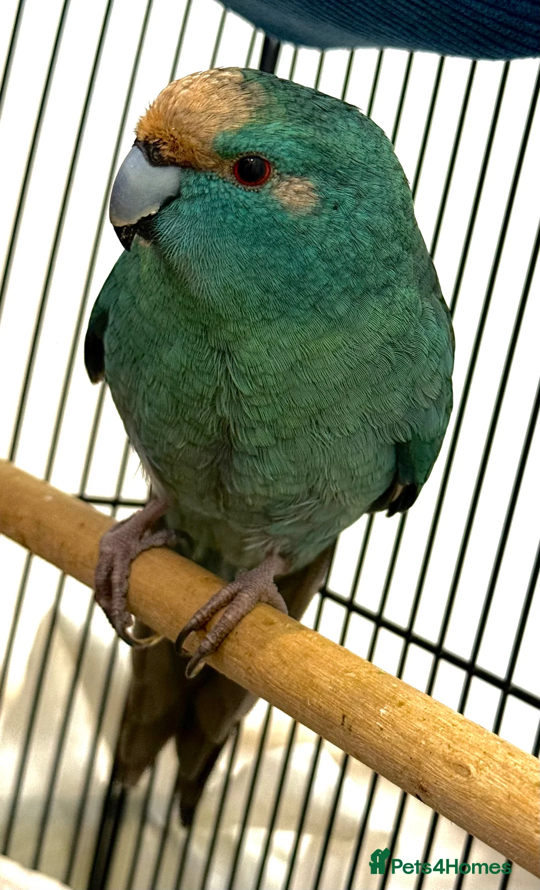 Parrots birds for sale: Blue Kakariki Parrot - Advert 1