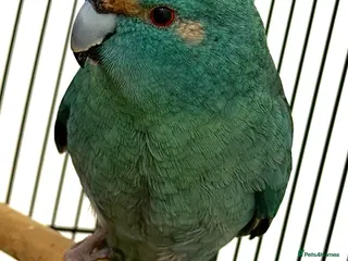 Parrots birds Blue Kakariki Parrot - Advert 1