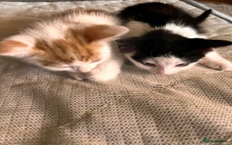 Mixed Breed cats for sale: Kitten for sale Luton/dunstable - Image 2