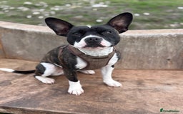 Mixed Breed dogs for sale: Frankie - Advert 1