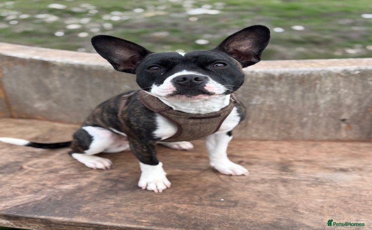 Mixed Breed dogs Frankie - Advert 1