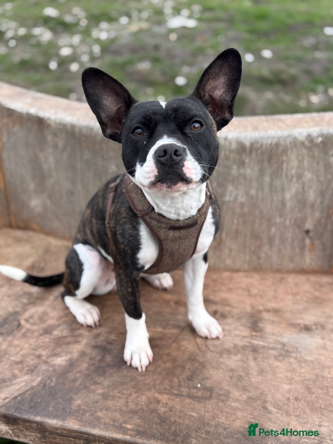 Mixed Breed dogs for sale: Frankie - Advert 1