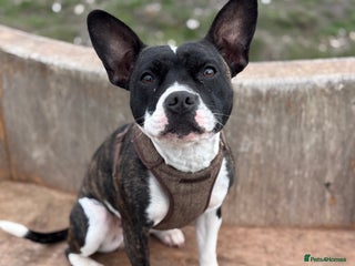 Mixed Breed dogs Frankie - Advert 1