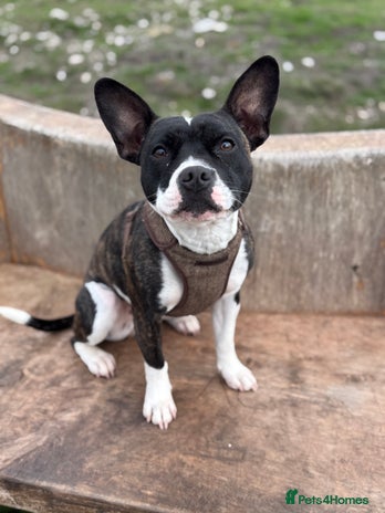 Mixed Breed dogs Frankie - Advert 1