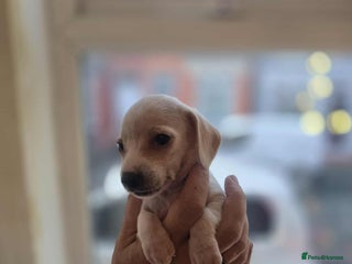 Miniature Dachshund dogs KC registered smooth hair cream mini dachshunds - Advert 11