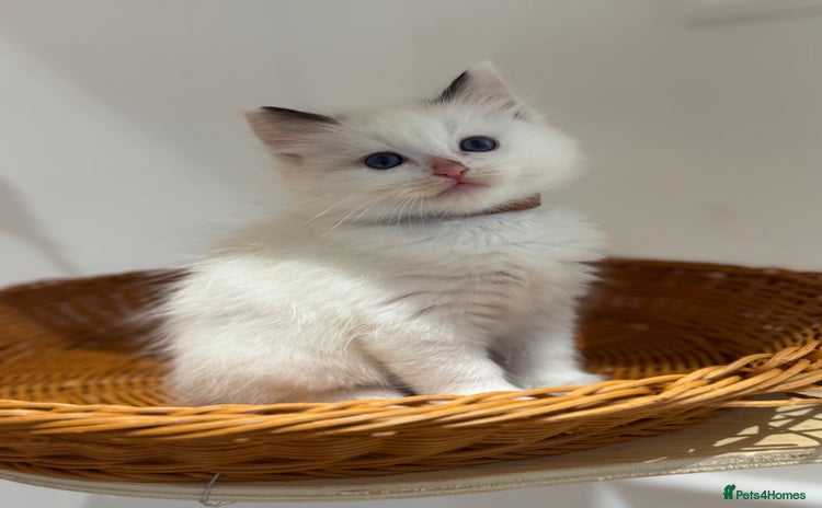 Ragdoll cats - Advert 3