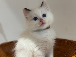 Ragdoll cats - Advert 3
