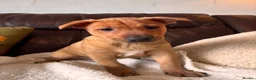 Mixed Breed dogs for sale: Unique mixed breed puppies  - Advert 7