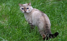 Bengal cats for sale: Rare Blue-eyed Snow Bengal female cat - Image 8