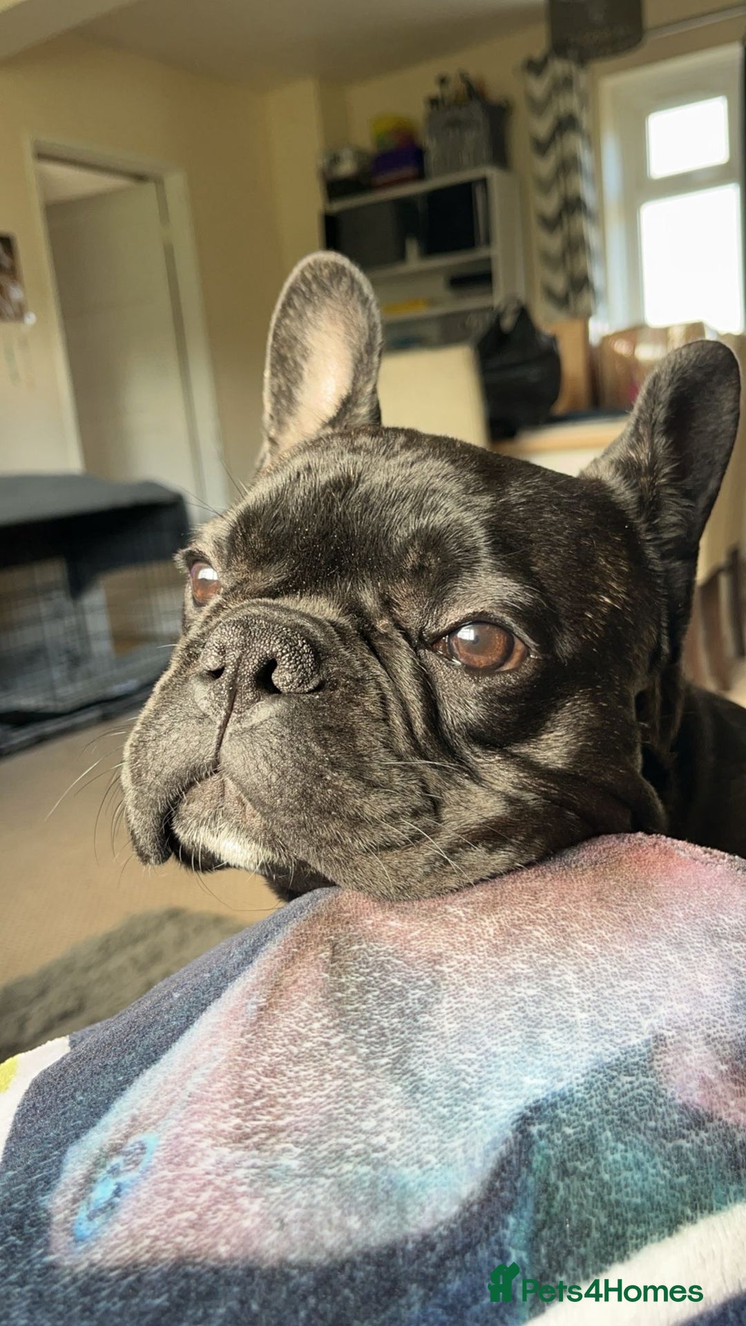French Bulldog dogs for sale: One year old, male frenchie - Advert 7