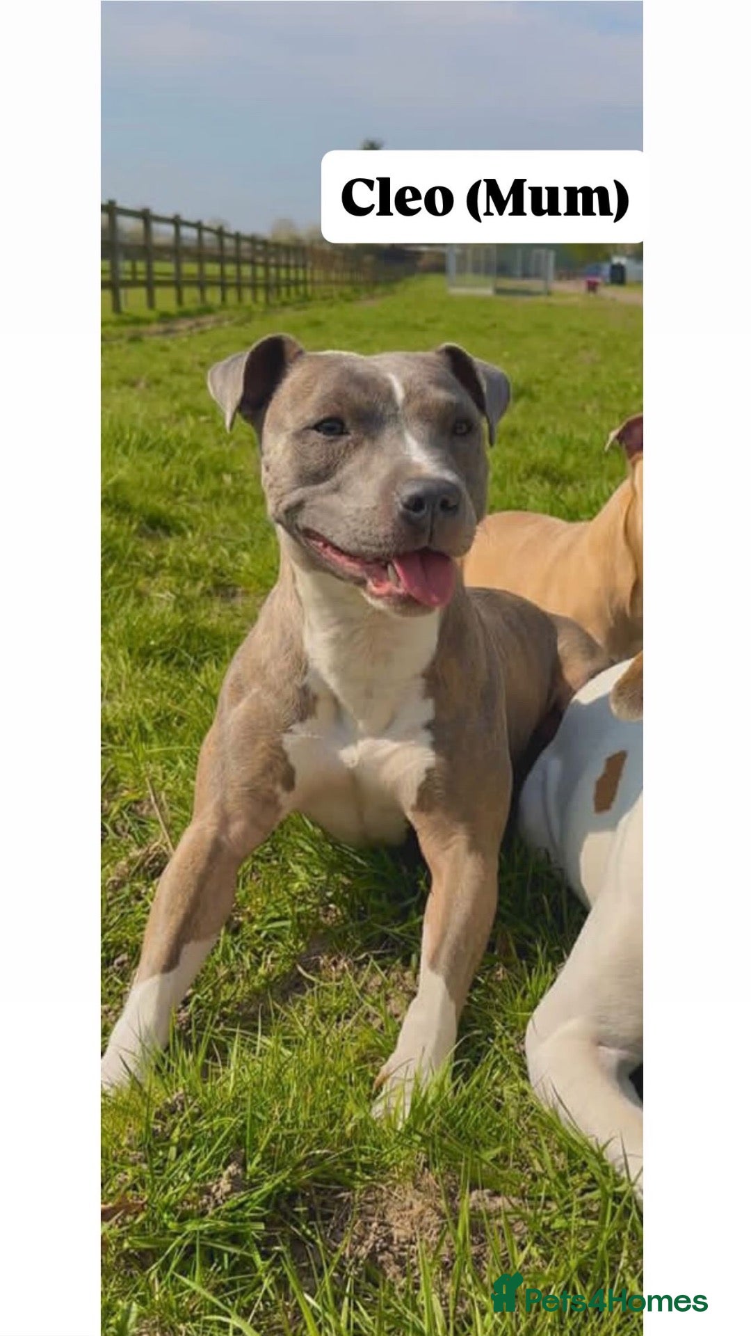 Staffordshire Bull Terrier dogs Stunning blue staff puppies - Advert 1