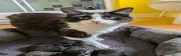 British Longhair cats for sale: Five Kittens Ready for Their Forever Homes! 🐾 in Huntingdon - Advert 2