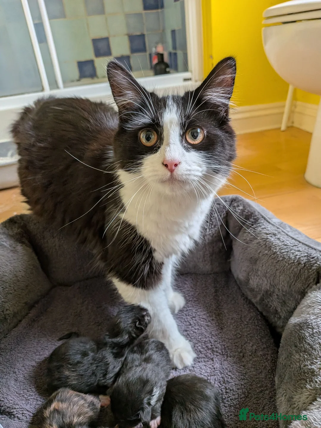 British Longhair cats for sale: Five Kittens Ready for Their Forever Homes! 🐾 in Huntingdon - Advert 2