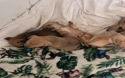 Mixed Breed dogs for sale: puppies  - Image 5