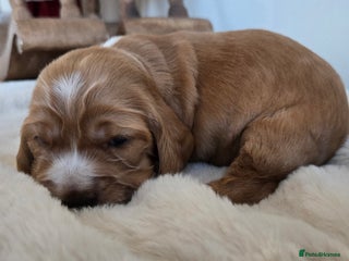 Cocker Spaniel dogs Show type Cocker Spaniels - Advert 4