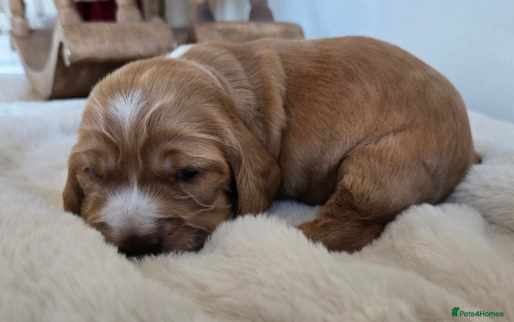 Cocker Spaniel dogs Show type Cocker Spaniels - Advert 13