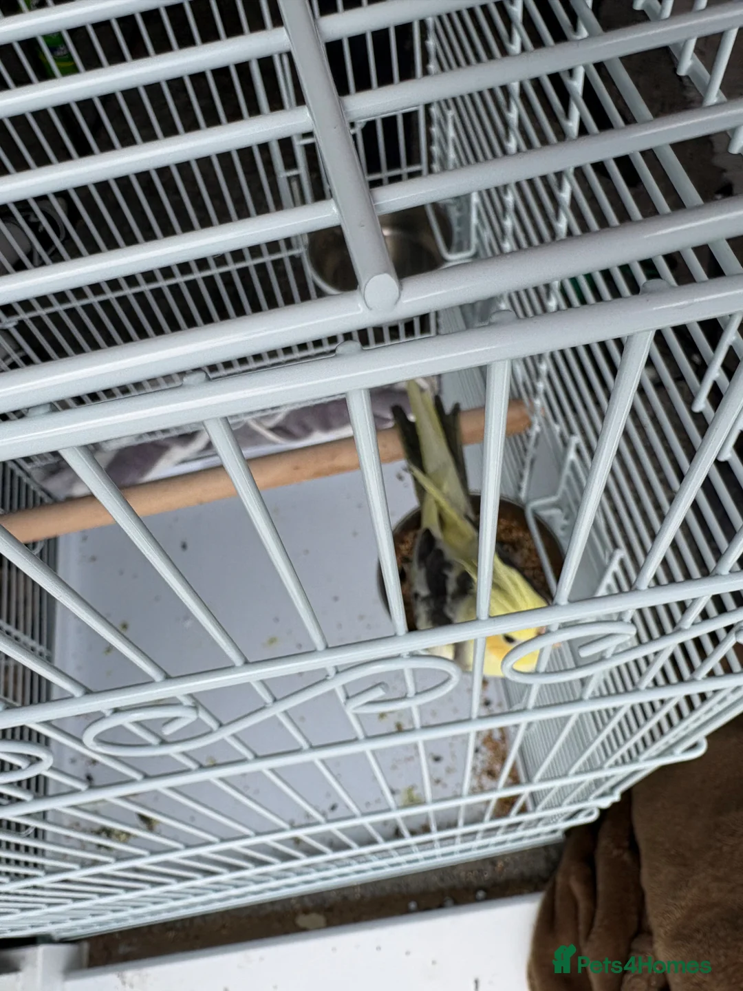 Cockatiels birds for sale: Cockatiel in Pontyclun - Advert 2