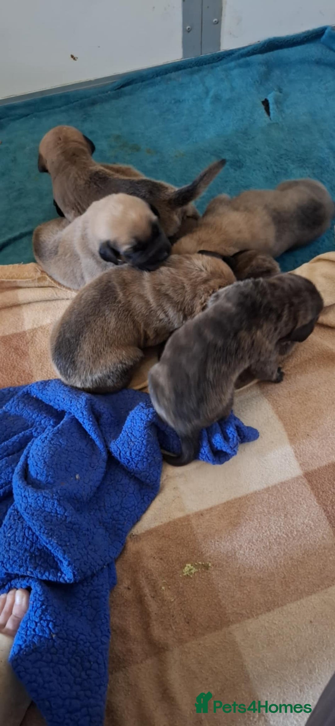 Mastiff dogs for sale: KC English Mastiff puppies - Image 12