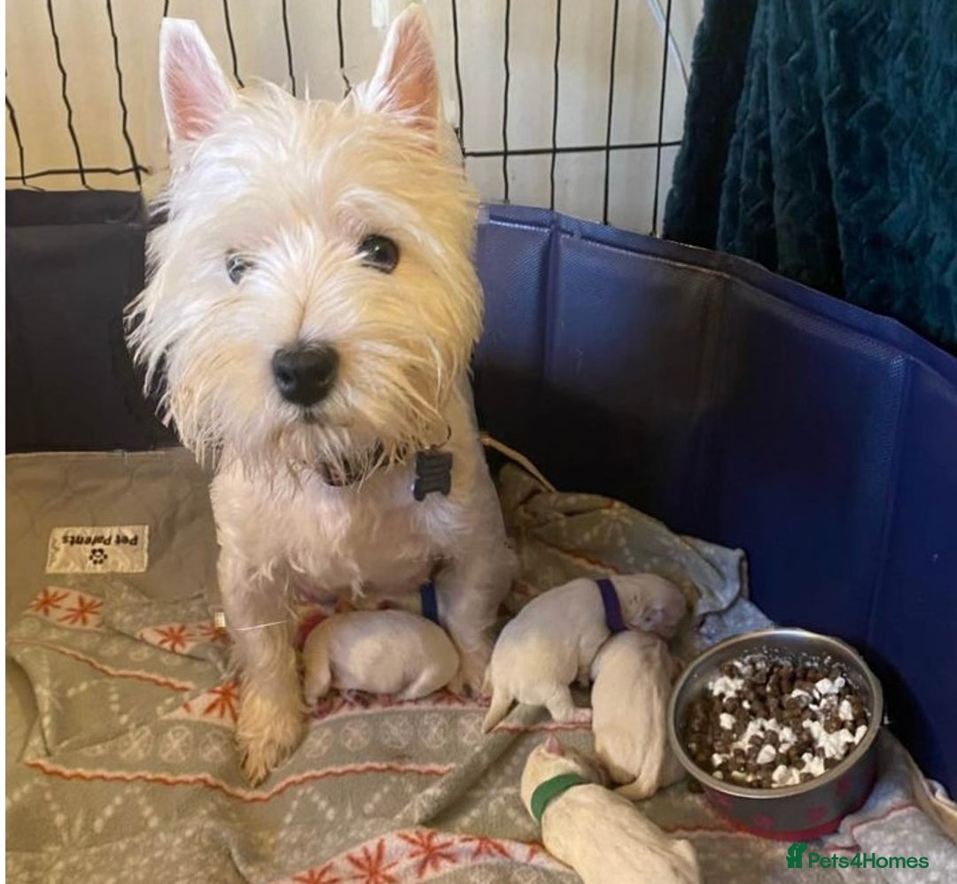 West Highland Terrier dogs for sale: KC Reg & Health Tested West Highland Terrier Pups - Advert 3