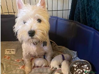 West Highland Terrier dogs KC Reg & Health Tested West Highland Terrier Pups - Advert 10