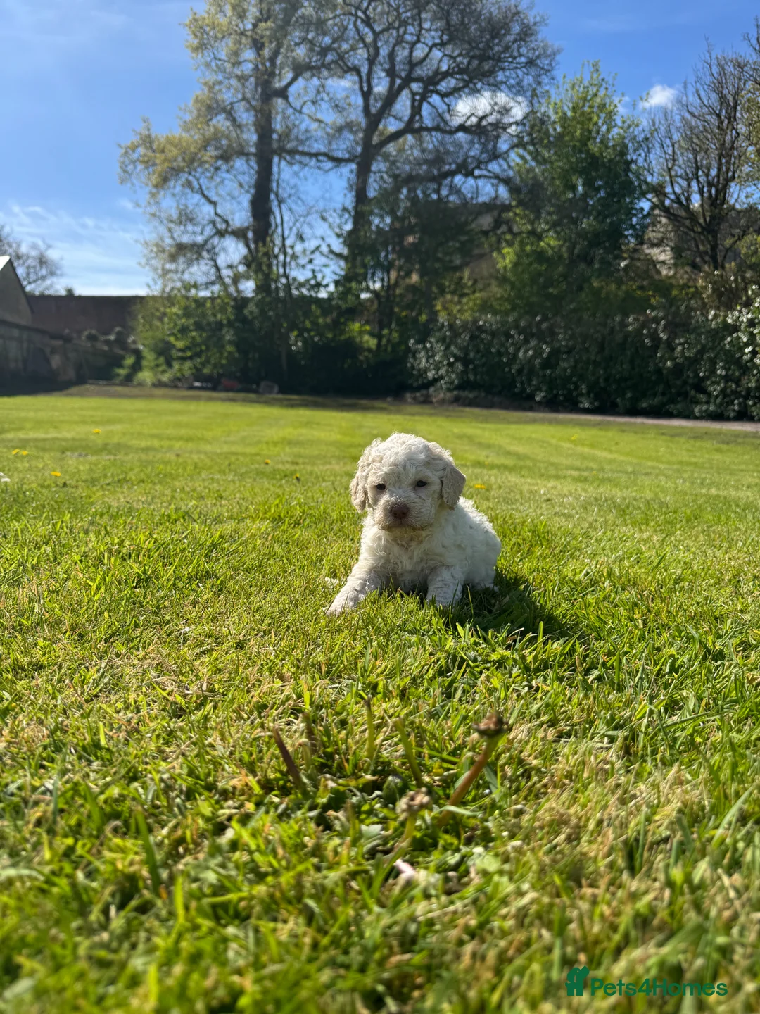 Lagotto Romagnolo dogs for sale: Lagotto Romagnolo - Advert 14