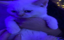 British Shorthair cats for sale: (💙LAST WHITE KITTEN🤍) Stunning Pure BSH kittens  - Advert 5