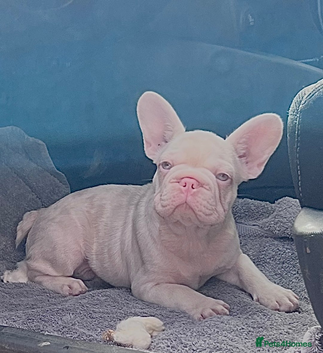 French Bulldog dogs for sale: KC reg 4 panel health test + DNA Male Frenchie Pup - Advert 9