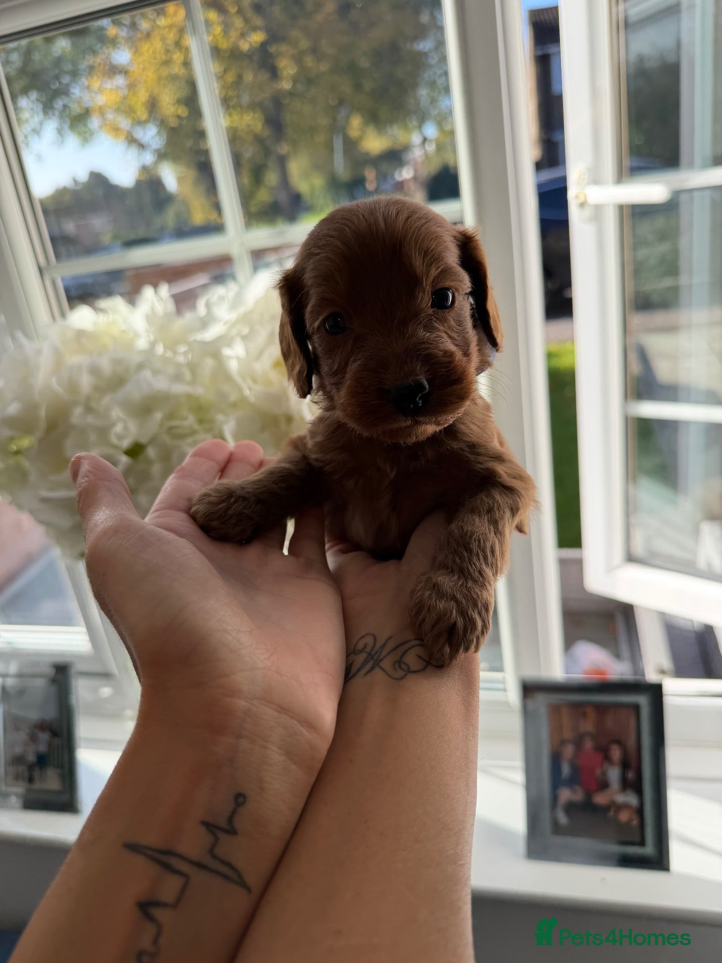Cockapoo dogs for sale: 2 beautiful f1 cockapoo’s 1 boy / 1 girl left  - Advert 1