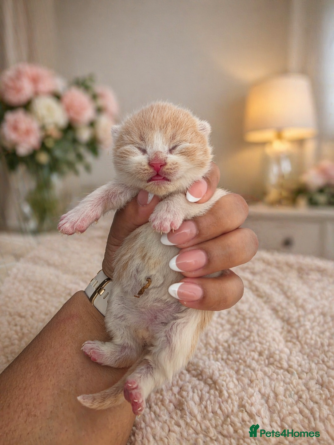 British Shorthair cats 🌟Exceptional quality British shorthair kittens🌟  - Advert 1