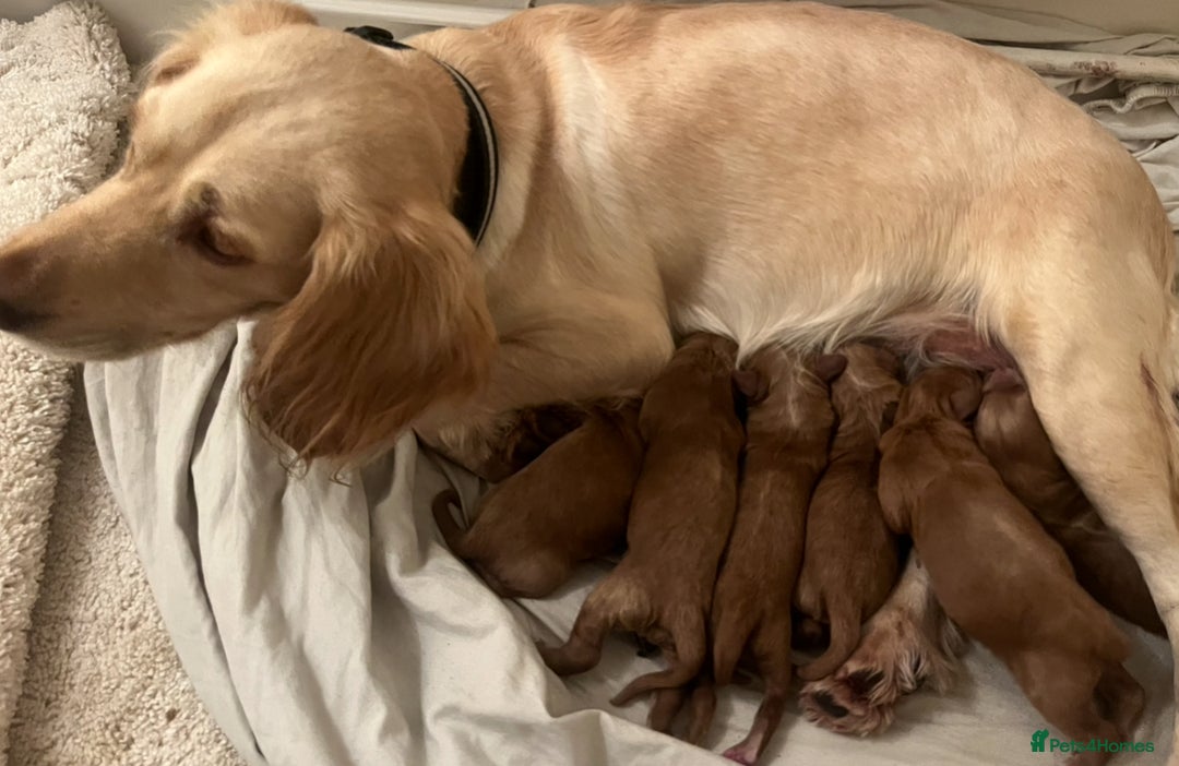 Cockapoo dogs for sale: Miniature red toy cockapoos - Advert 7