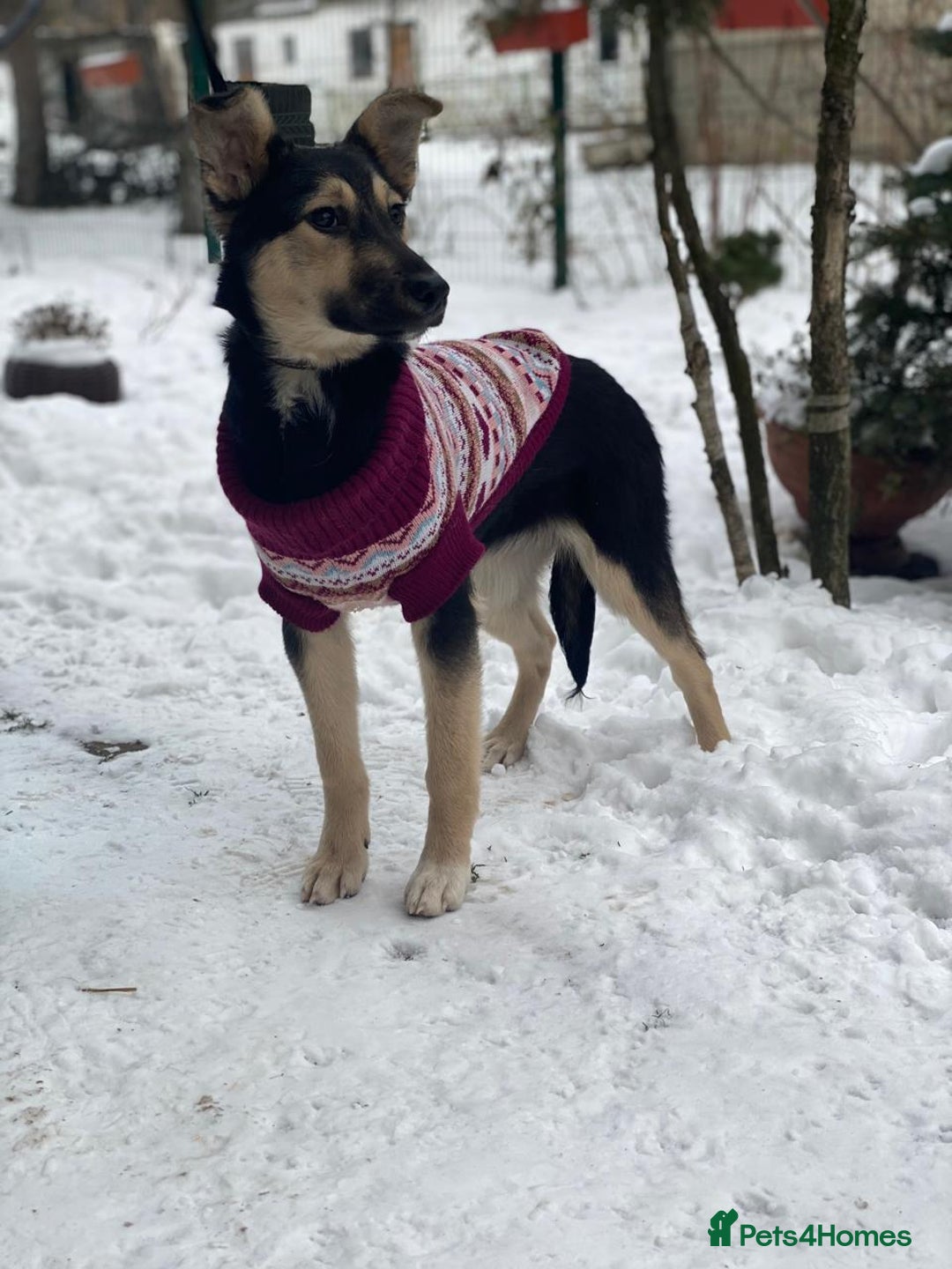 Mixed Breed dogs for adoption: ❤️ZITA&GITA❤️ – Together or Separately - Advert 15