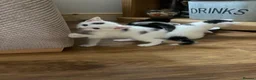 Mixed Breed cats for sale: Kittens for sale  - Advert 3