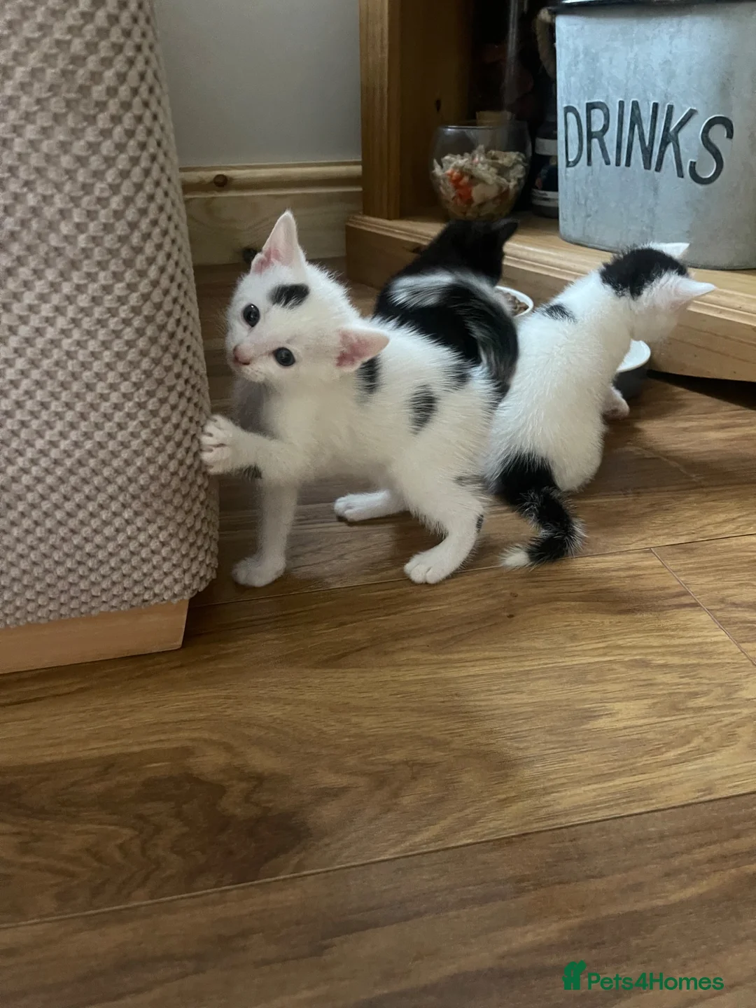 Mixed Breed cats for sale: Kittens for sale  - Advert 1