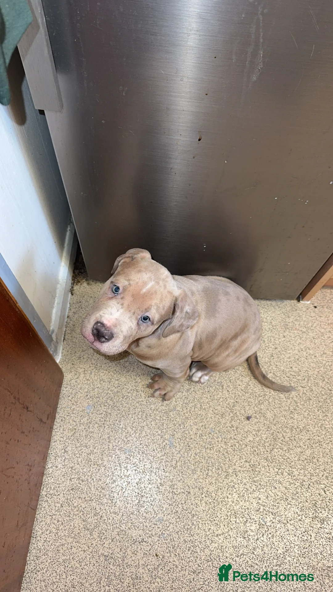 Mixed Breed dogs for sale: Fully Vaccinated Large Bully-Type Male – 11 Weeks - Advert 1