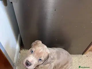 Mixed Breed dogs 11-Week Large Puppy – Home Raised Ready Now - Advert 14