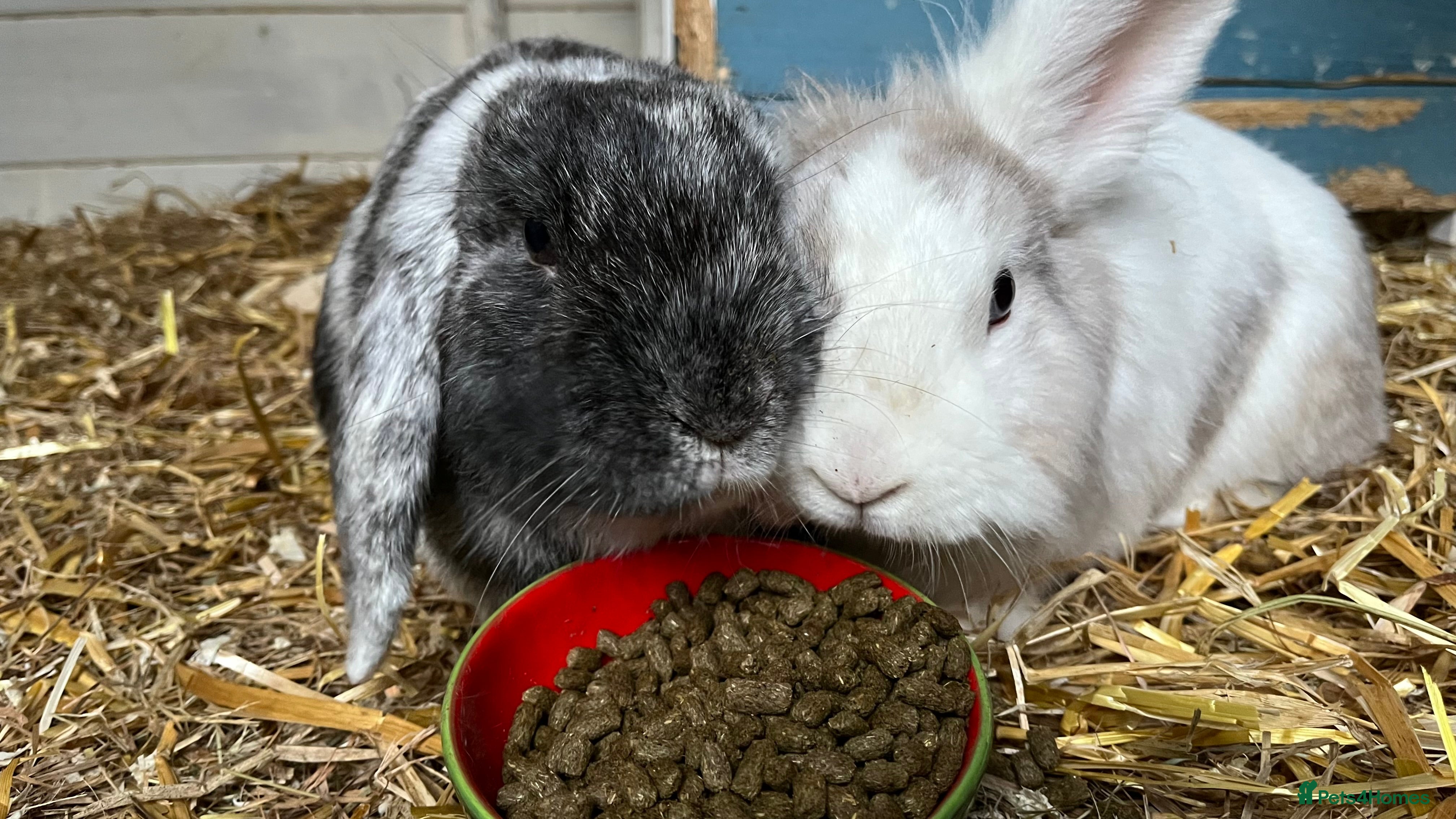 Mixed Breed rabbits Bonded outdoor rabbit pair looking for a home in Walsall - Advert 2