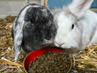 Mixed Breed rabbits Bonded outdoor rabbit pair looking for a home in Walsall - Advert 2