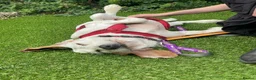 Mixed Breed dogs for adoption: Cora - lovely Sabueso Hound for adoption in Southampton - Advert 10