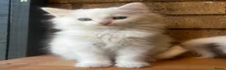 Turkish Angora cats for sale: Kittens available for loving homes - Advert 4