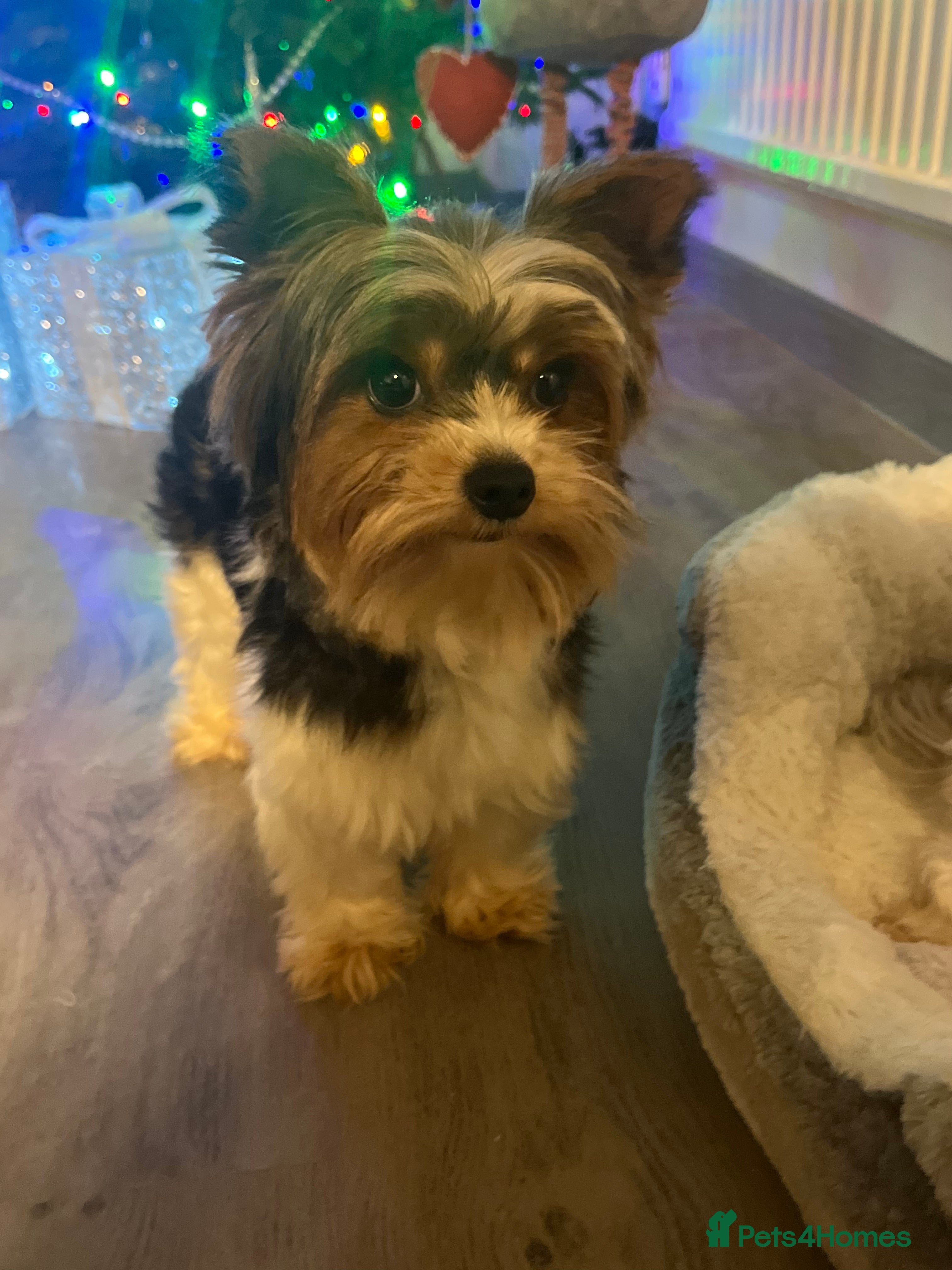 Biewer Terrier dogs Handsome small Biewer for Stud  in Pershore - Advert 7