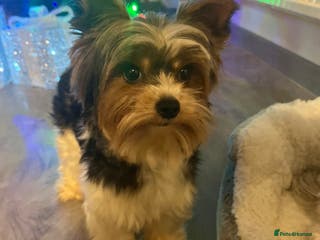 Biewer Terrier dogs Handsome small Biewer for Stud in Pershore - Advert 1