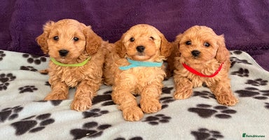Cavapoochon dogs - Advert 5