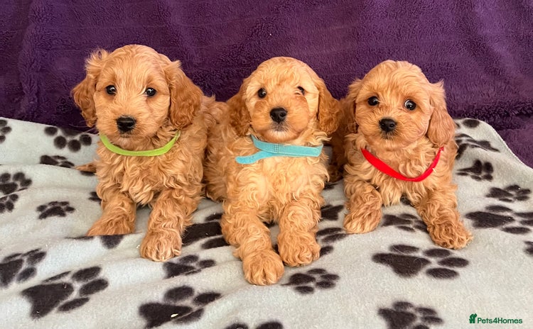 Cavapoochon dogs - Advert 3