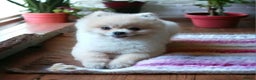Pomeranian dogs for stud: ⭐⭐⭐ **** TEDDY FACED POMERANIAN STUD ⭐⭐⭐ in Manchester - Advert 1