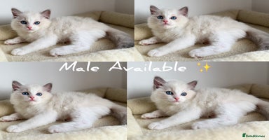 Ragdoll cats - Advert 16