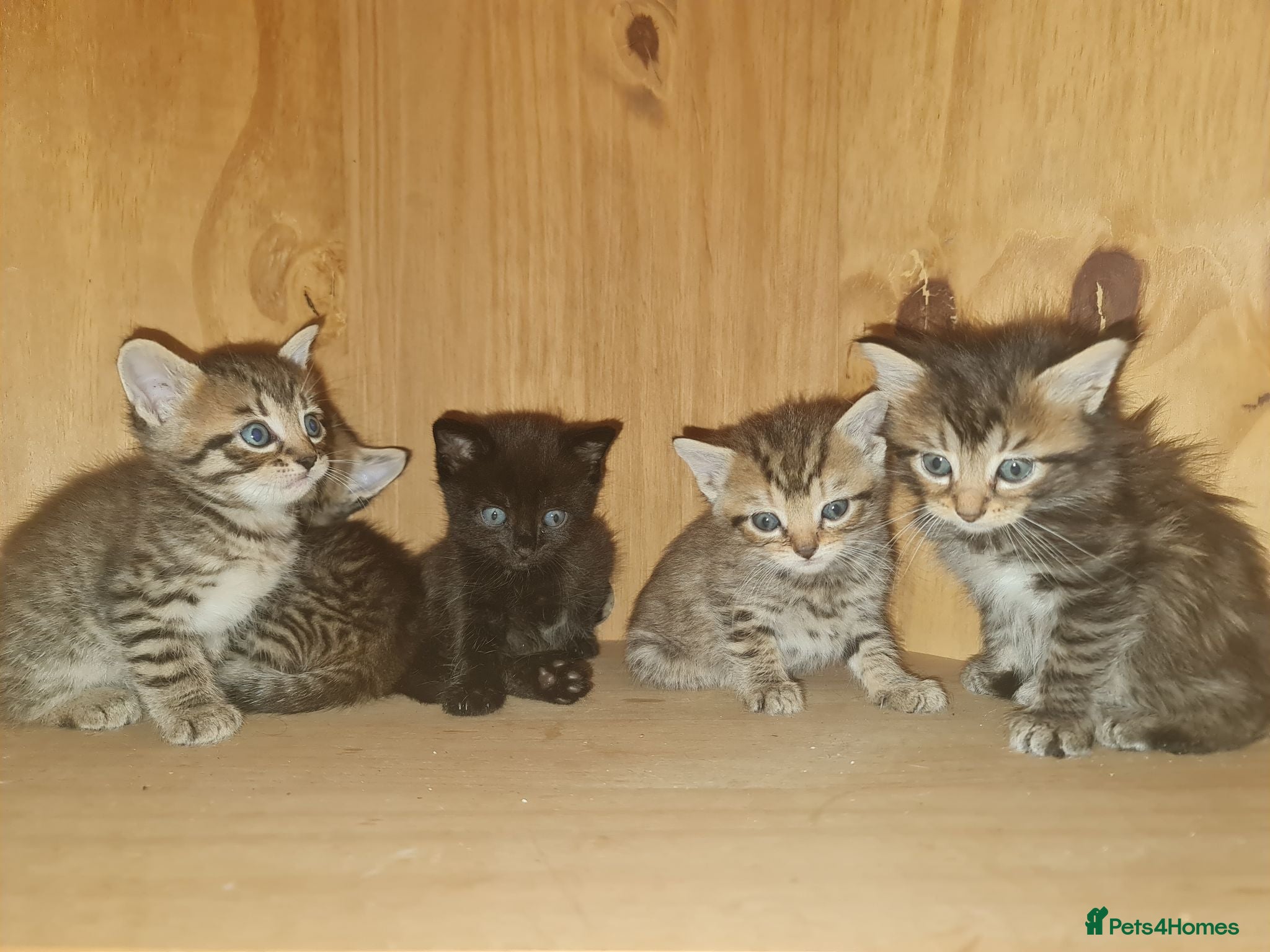 Mixed Breed cats 5 kittens for sale  - Advert 1