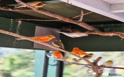 Canaries birds for sale: Canaries for sale beautiful markings  - Image 12