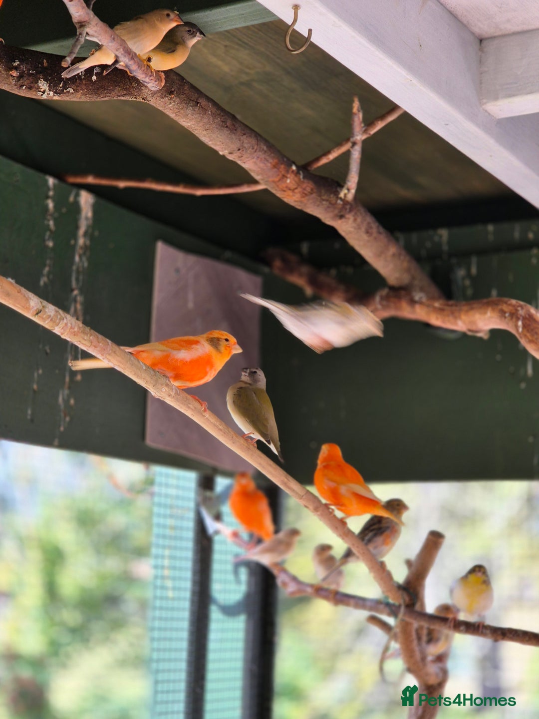 Canaries birds for sale: Canaries for sale beautiful markings  - Image 12